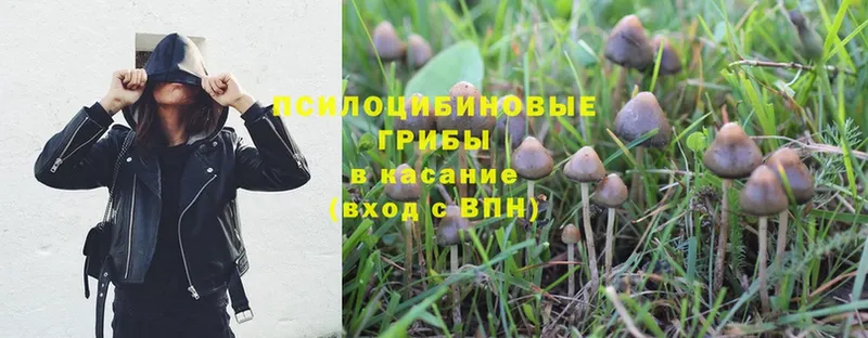 блэк спрут вход  Межгорье  Псилоцибиновые грибы Psilocybe  дарнет шоп 